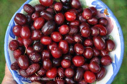 Dogwood Cornelian Cherry fruit in bowl